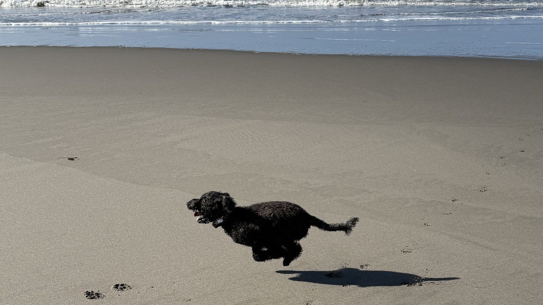 A black dog running flat out across firm wet sand, with the surf behind her